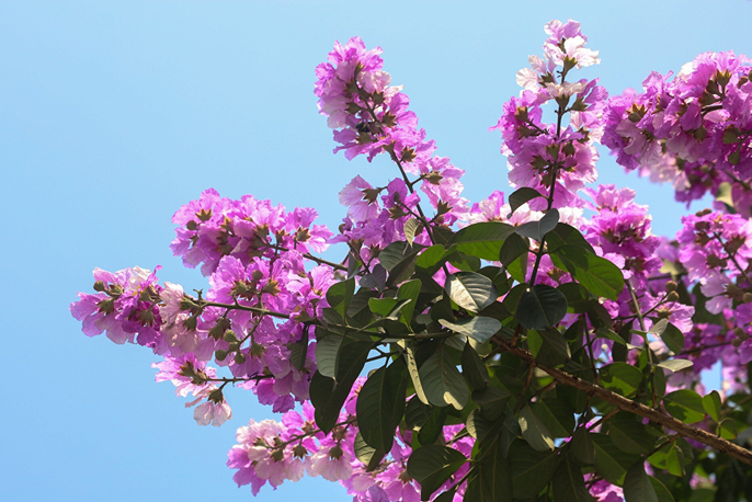 Cây bằng lăng (Lagerstroemia speciosa)